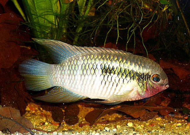 (Laetacara) Род ЛЕТАКАРЫ 6 видов